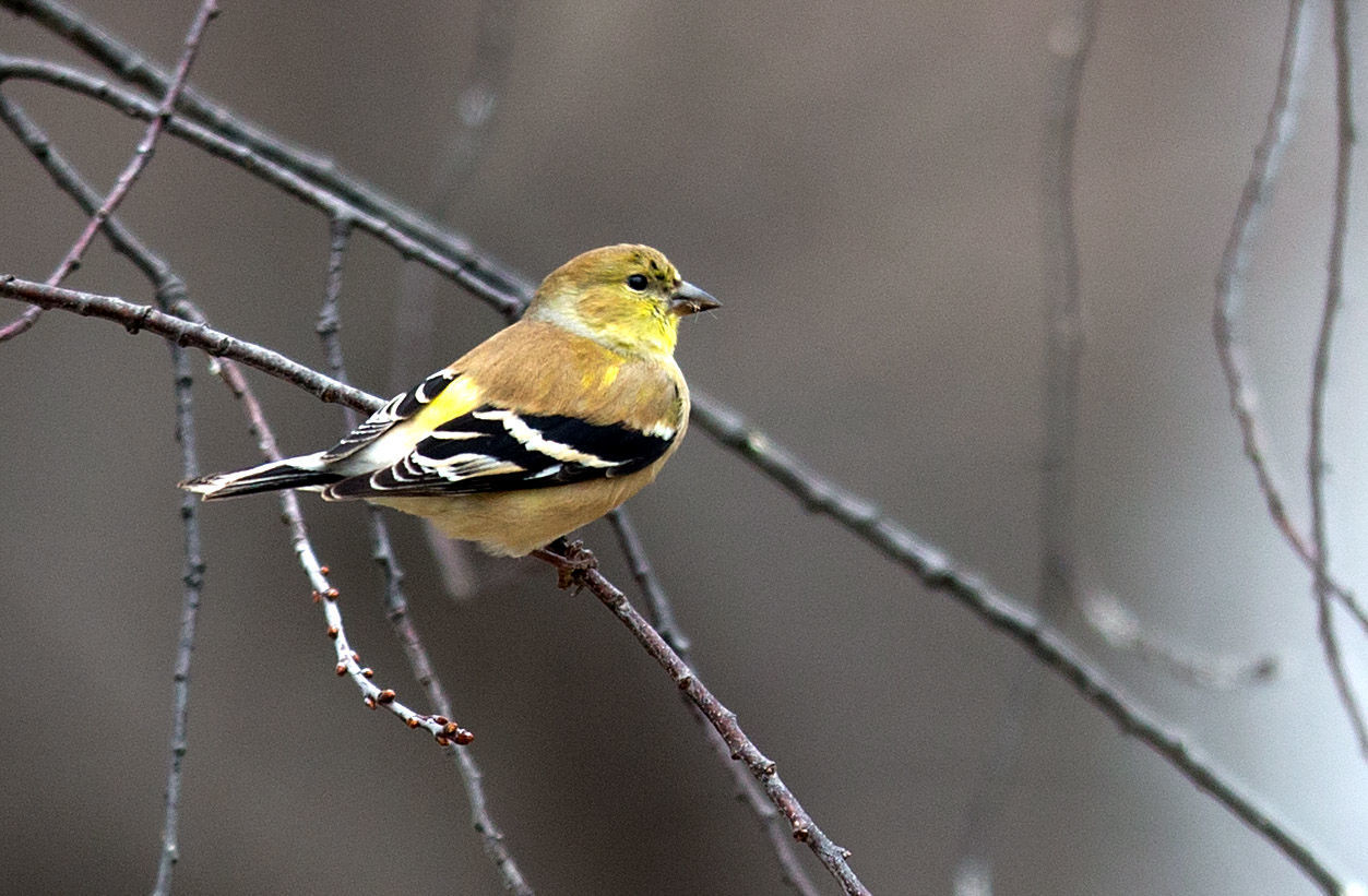 Take part in a backyard bird count event